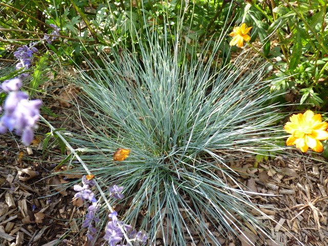Festuca glauca 'Auslese'